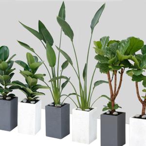 대형화분상시  아침향기 공기정화식물 대형식물 대형화분 사각화분 모음전