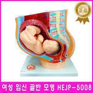 한의여성임신골반모형HEJP5008/4분리3개월태아/자궁