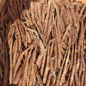 더덕종근 종묘 종자 뿌리 묘종 모종 1kg