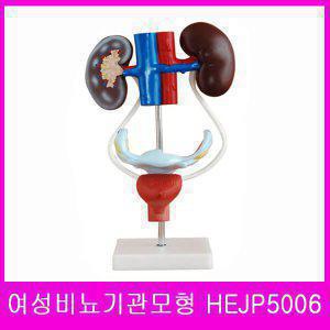 한의여성비뇨기관모형HEJP5006/인체모형/신체모형