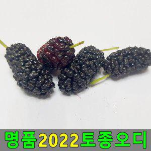 2022 토종오디 5kg 뽕나무열매 오디생과 오디열매
