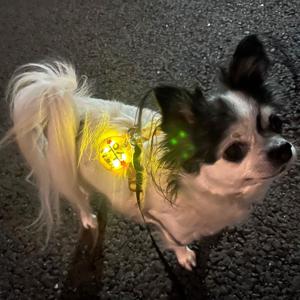 강아지 야간산책 LED 라이트 펜던트 목걸이 자수 이름표 인식표 (따봉공방 자체제작 커스텀)