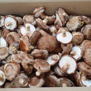 표고버섯 가정용 5kg 못난이버섯 생표고버섯 생표고 (반품불가)