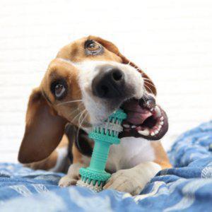 치석제거덴탈본 강아지장난감 개껌대신 잇몸질환예방