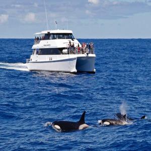 브레머 베이 범고래 범고래 체험 | 웨스턴 오스트레일리아