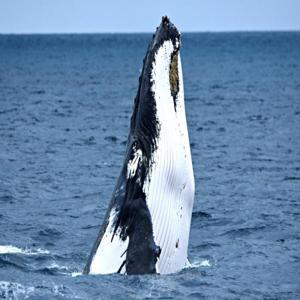 오거스타 출발 고래 관찰 투어 | 웨스턴 오스트레일리아