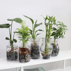 수경재배 식물 유리 화병 DIY 세트 몬스테라 여인초