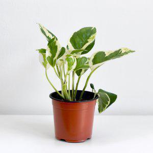 무늬 엔조이 스킨답서스 공기정화식물 행잉 수경 재배 식물