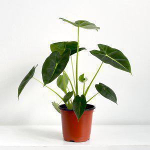 알로카시아 프라이덱 그린벨벳 공기정화식물 인테리어 식물