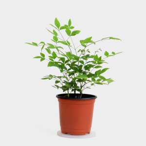 남천 (소형) 실내정화식물 남천나무 키우기쉬운 식물