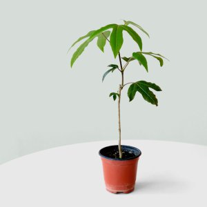 황칠나무 인테리어 식물 묘목 관엽 키우기 쉬운 식물