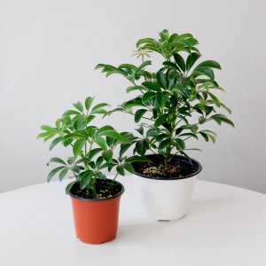 홍콩야자 (소형 / 중형) 공기정화식물 관엽식물