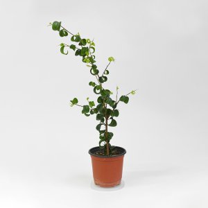 바로크벤자민 고무나무 실내공기정화 인테리어 식물