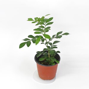 오렌지자스민 (소형)공기정화식물 관엽 인테리어 식물