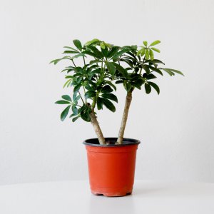 홍콩야자 나무 소형 관엽식물 실내 공기정화식물