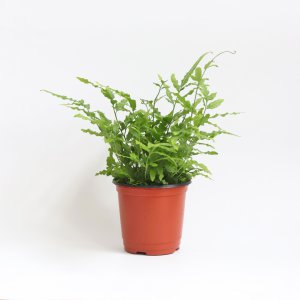 에버그린 고사리 공기정화식물 양치 반음지 식물