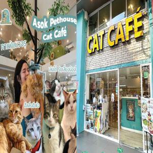 Asok Pethouse의 고양이 카페 및 세트 메뉴 Cat Cafe Bangkok | 태국