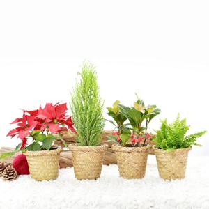 [포인세티아 하나사면하나더 크리스마스 식물 화분 실내공기정화