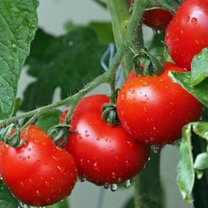 맛있는 특급 토마토 10kg/고당도 청도 반시(연시) 중과 5kg (36 40과)