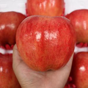 경북 청송 부사 사과 가정용 10kg