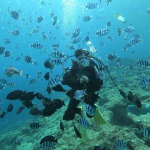먹이주기 & 사진촬영이 가능한 푸른 동굴 다이빙 체험 (오키나와)