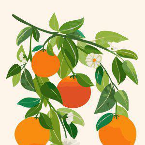 oz 하모니아트 DIY 유화그리기 세트 40x50 오렌지 나무