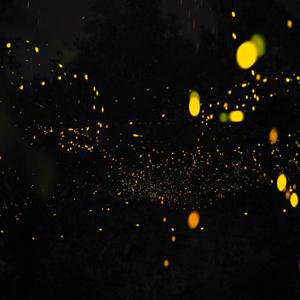 개인 코론 반딧불 생물발광 플랑크톤 야간 관찰 투어 | 팔라완, 필리핀
