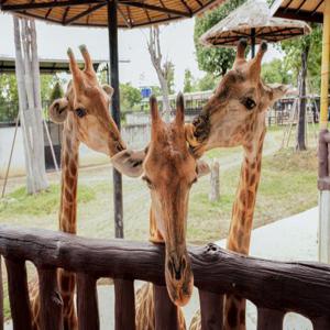 아유타야 야생 생물 및 고대 사원 투어: 스리아유타야 사자 공원, 보란 카페, 태국 의상을 입은 사원 | 태국