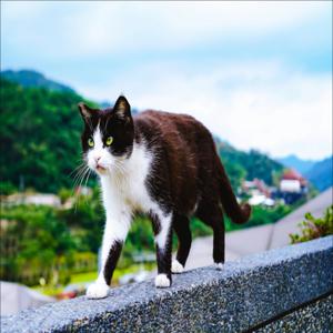 [비공개] 고양이 마을과 함께하는 밤 9분 라오허제 야시장 투어 포함! 전세로 여유롭게 관광 <일본인 운전사/차량 1대 가격>