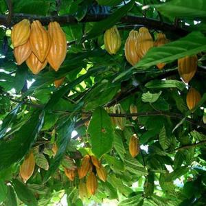 초콜릿 시식이 포함된 프린스빌 식물원 입장권 (하와이)