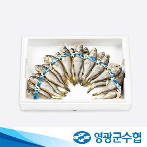 [영광군수협] 영광굴비 역걸이 장대 1.5kg 선물세트