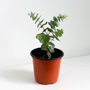 유칼립투스 소형 모종 공기정화식물 키우기쉬운 실내 인테리어 식물