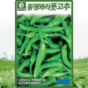 다농 동명꽈리풋고추 씨앗 50립 조생종 꽈리 풋고추씨 종자