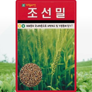아람종묘 조선밀 씨앗 30g 재래종 밀씨 곡물 종자