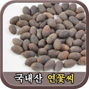 [청명약초] 연꽃씨(300g)-경북 안동