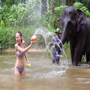 푸켓 출발 개인 투어: 카오락 코끼리 보호구역 및 바다거북 보호 | 태국