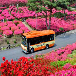 일본 시즈오카 | 도카이 버스 Free Ticket 이토·이즈고원 2일권