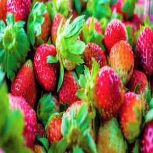 보홀 딸기 농장 투어 | 필리핀 제도