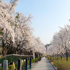 한국 경기도 벚꽃 당일치기 여행 