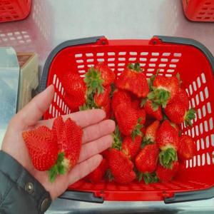 Miaoli | Nongyou Supermarket | Jixuan Farm. 딸기 따기