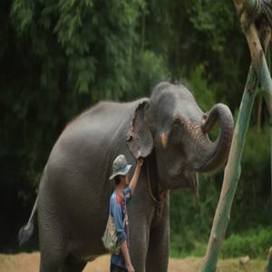 치앙마이 국립 코끼리 관리 및 지역 대나무 래프팅 또는 전체 집라인 탐험 22개 플랫폼 포함 점심 반나절 투어| 태국