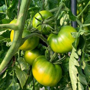대저 짭짤이 토마토 2.5kg 특품 당도보장 대저토마토