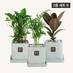 공기정화식물 시멘트 소형 화분 3종 B 천냥금+테이블야자+고무나무