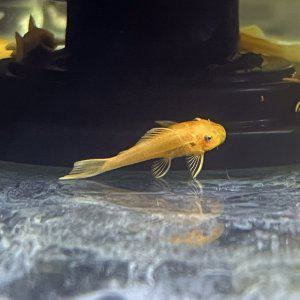 열대어 안시 숏핀 유어 3마리 (약2~3cm) 어항 이끼청소 물고기 관상어