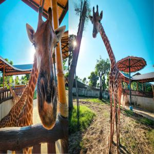 아유타야 동물원 및 사원 일일 투어(점심 포함): 스리아유타야 사자 공원, 왓 마하탓 및 보트 국수 점심 | 태국