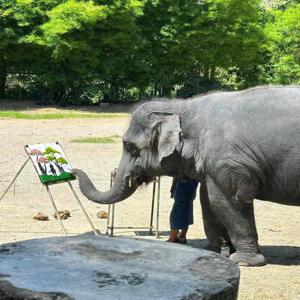 태국 치앙마이 | 매탱코끼리파크 매탱코끼리테마캠프 코끼리타기 + 대나무래프팅 + 우차타기 체험 | 일일 투어
