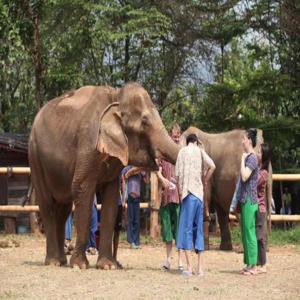 태국 치앙마이|코끼리 밀착체험 + 치앙마이 래프팅 + ATV 오프로드 | 일일 투어