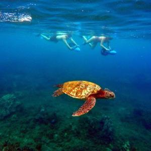 와일레아 비치에서 수중 스쿠터로 즐기는 스노클링 투어 (하와이)
