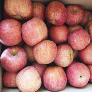 경북 꿀 사과 (가정용,쥬스용 쭈글이,흠집,기스,비품,못난이) 10kg