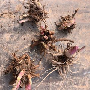 국내산 땅두릅 독활 3년생 종근(모종) 5촉 - 으뜸산채 뇌두 묘종 산야초 야생화